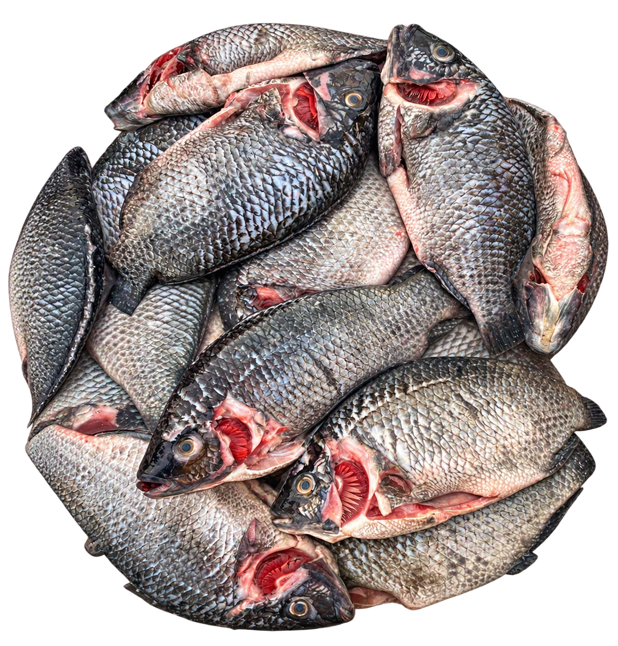 Tilapia (fresh)